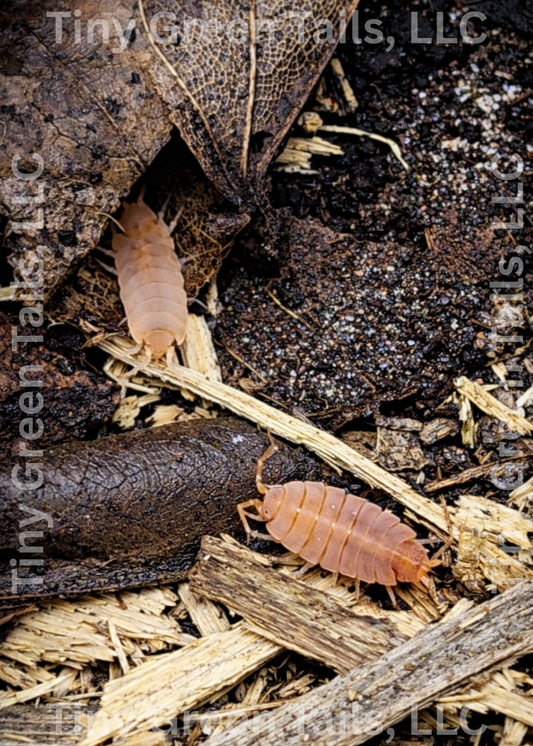 Bioactive Starter Bundle: Powder Blue+Powder Orange+Springtails