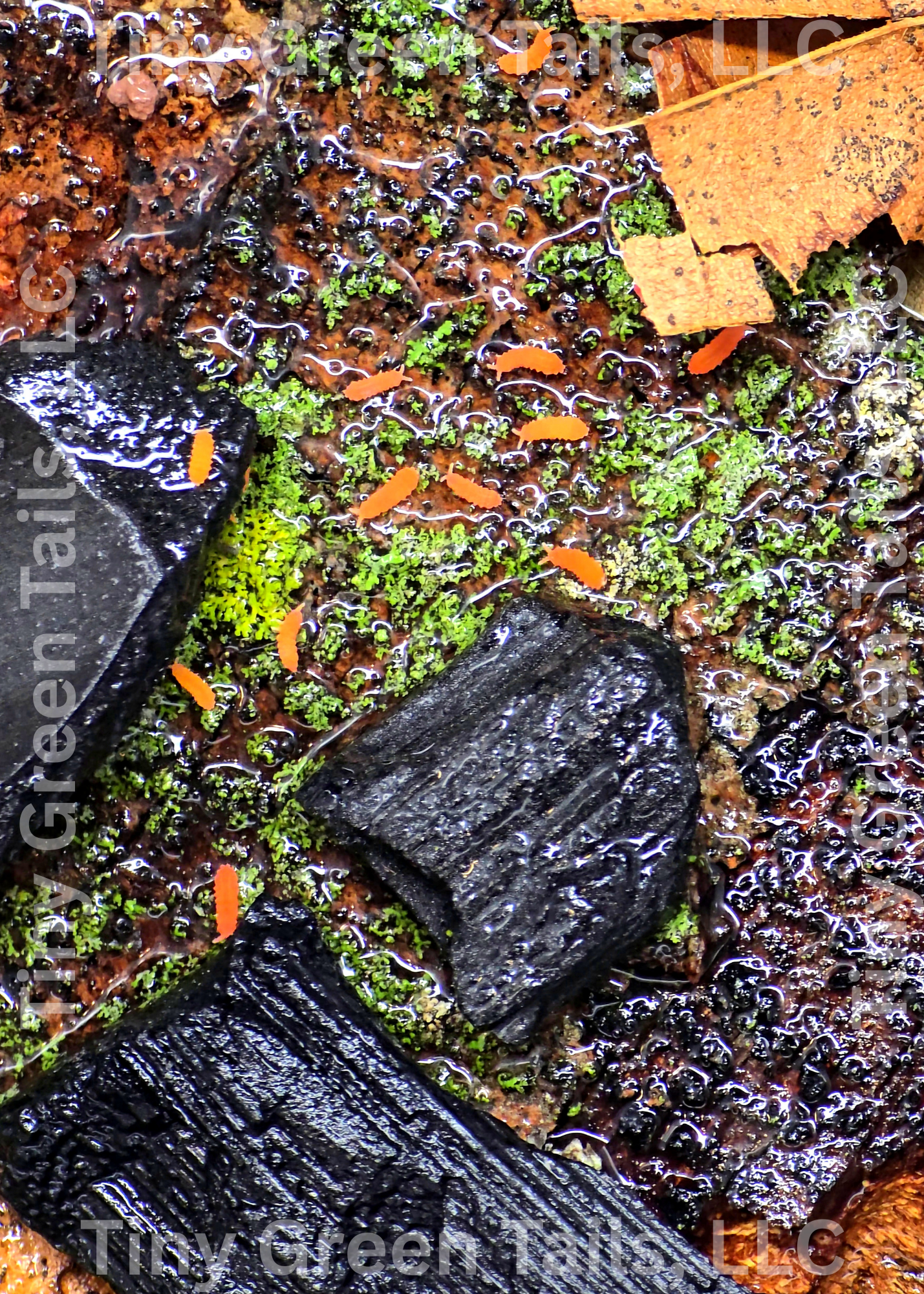 Yuukianura aphoruroides - Orange Springtails - Count: 20 (Live Culture)