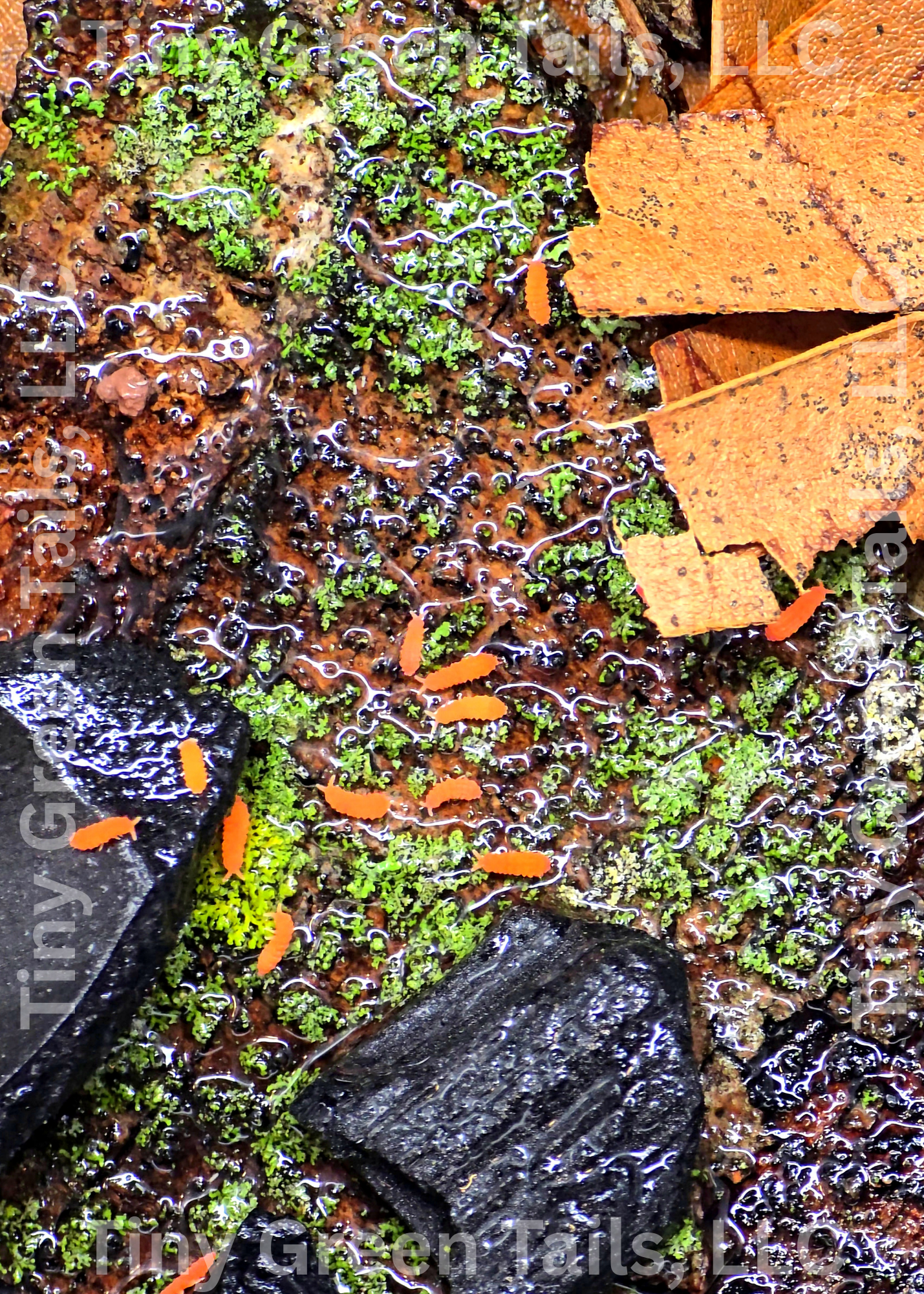 Yuukianura aphoruroides - Orange Springtails - Count: 20 (Live Culture)