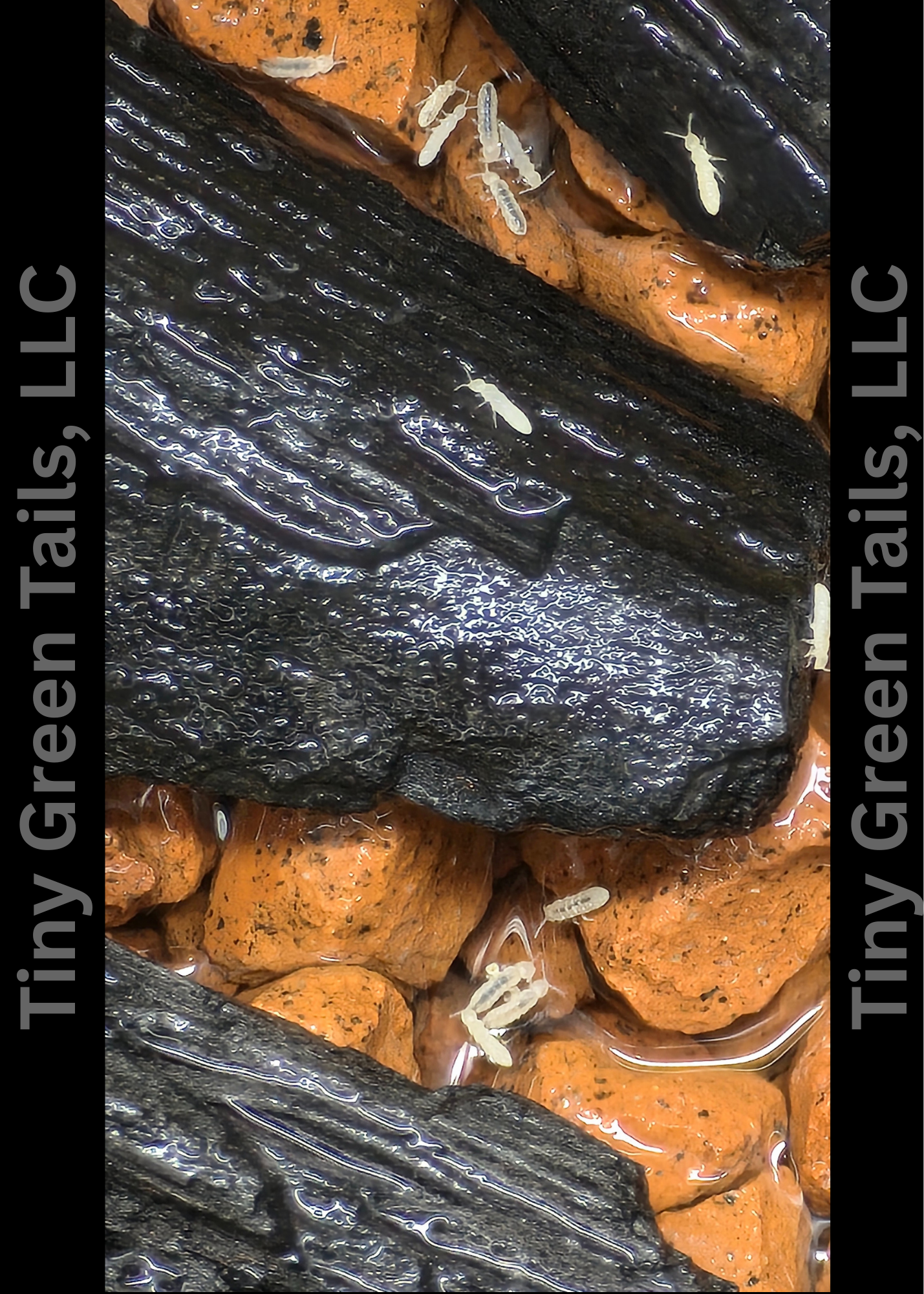 High-Energy Clean-Up Crew Bundle: Dairy Cow+Powder Orange+Springtails