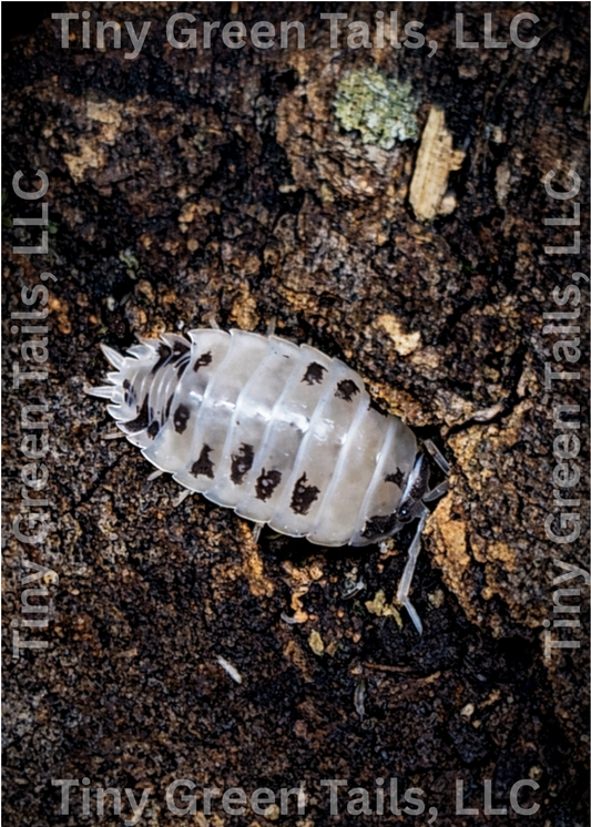 Procellio laevis "Dairy Cow" Isopods - Count: 20 (Starter Colony)