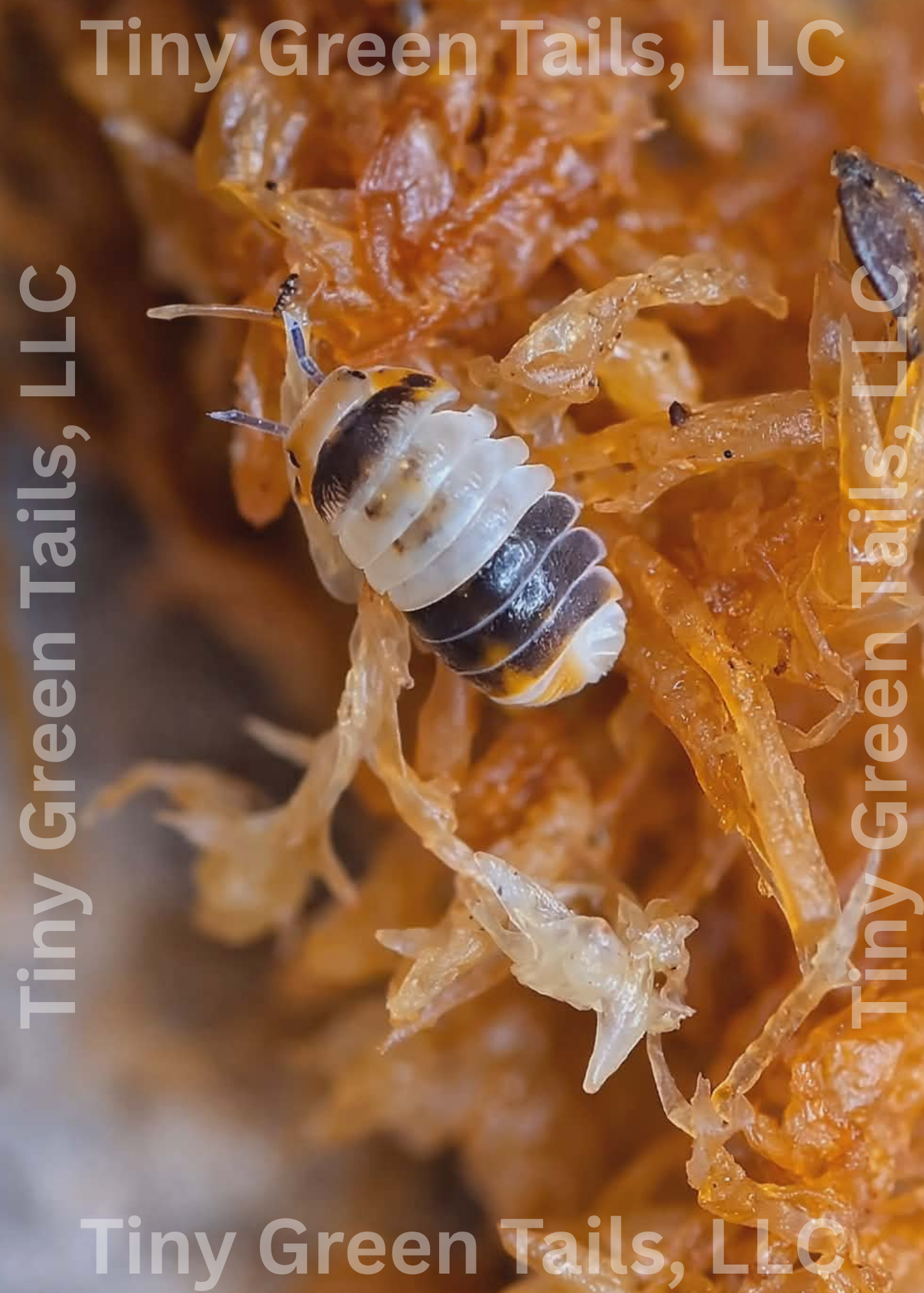 Cubaris sp. "White Shark" - Count: 10 (Starter Colony)