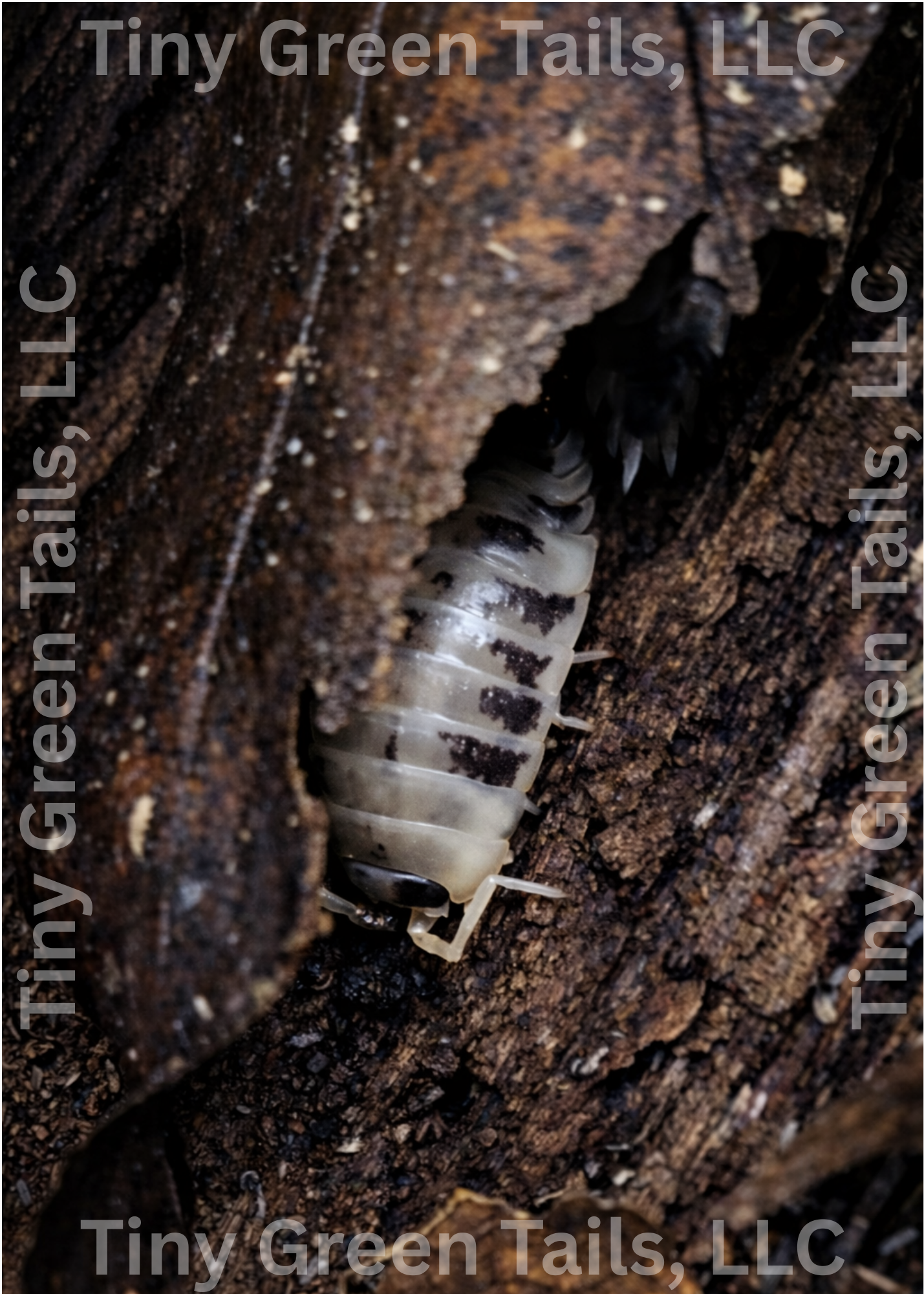 Procellio laevis "Dairy Cow" Isopods - Count: 20 (Starter Colony)