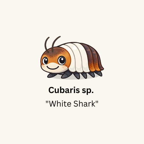 Cubaris sp. "White Shark" - Count: 10 (Starter Colony)