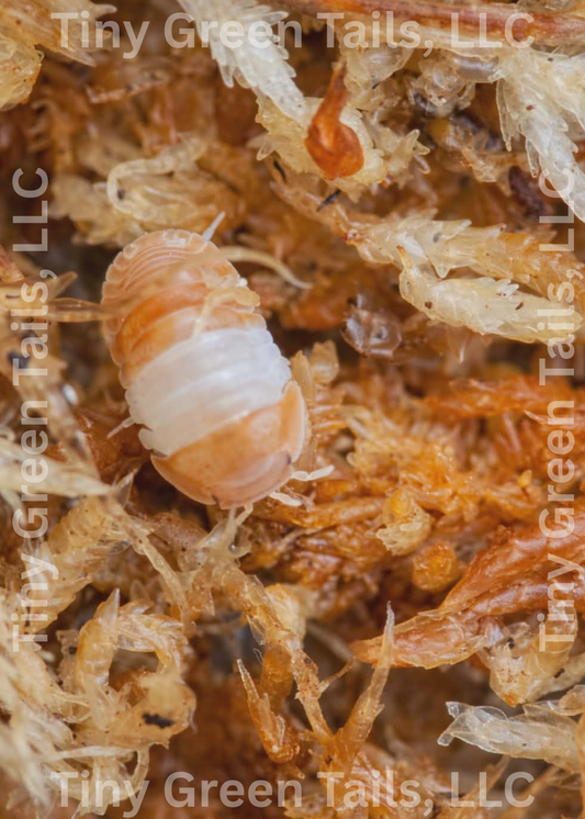 Cubaris sp. “Red Panda” Isopods - Count: 10 (Starter Colony)