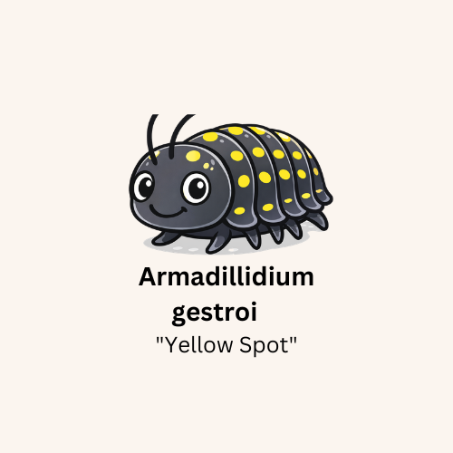 Armadillium gestroi "Yellow Spot" Isopods - Count: 10 (Starter Colony)