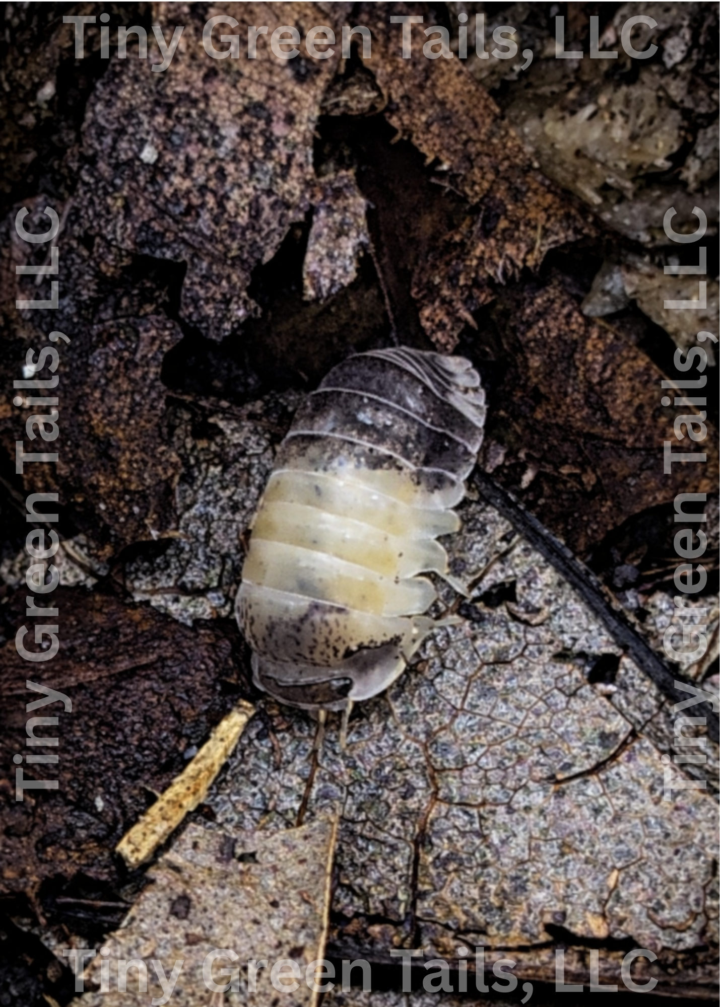 Cubaris sp. “Panda King” Isopods - Count: 10 (Starter Colony)