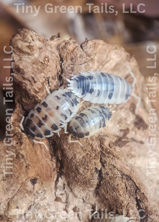 Procellio laevis "Dairy Cow" Isopods - Count: 20 (Starter Colony)