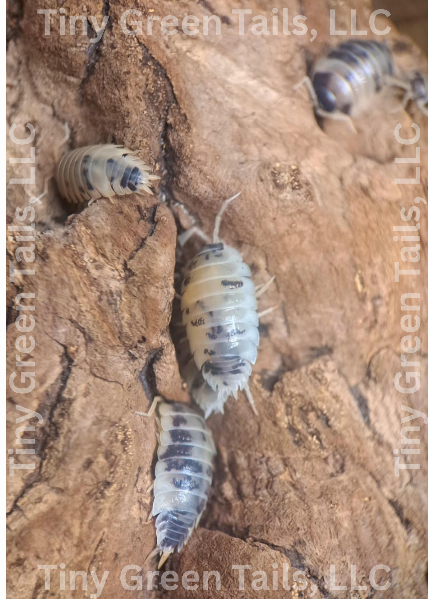Procellio laevis "Dairy Cow" Isopods - Count: 20 (Starter Colony)