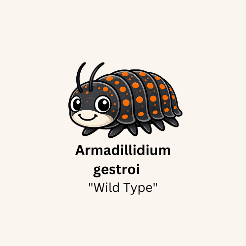 Armadillium gestroi "Wild Type" Isopods - Count: 10 (Starter Colony)