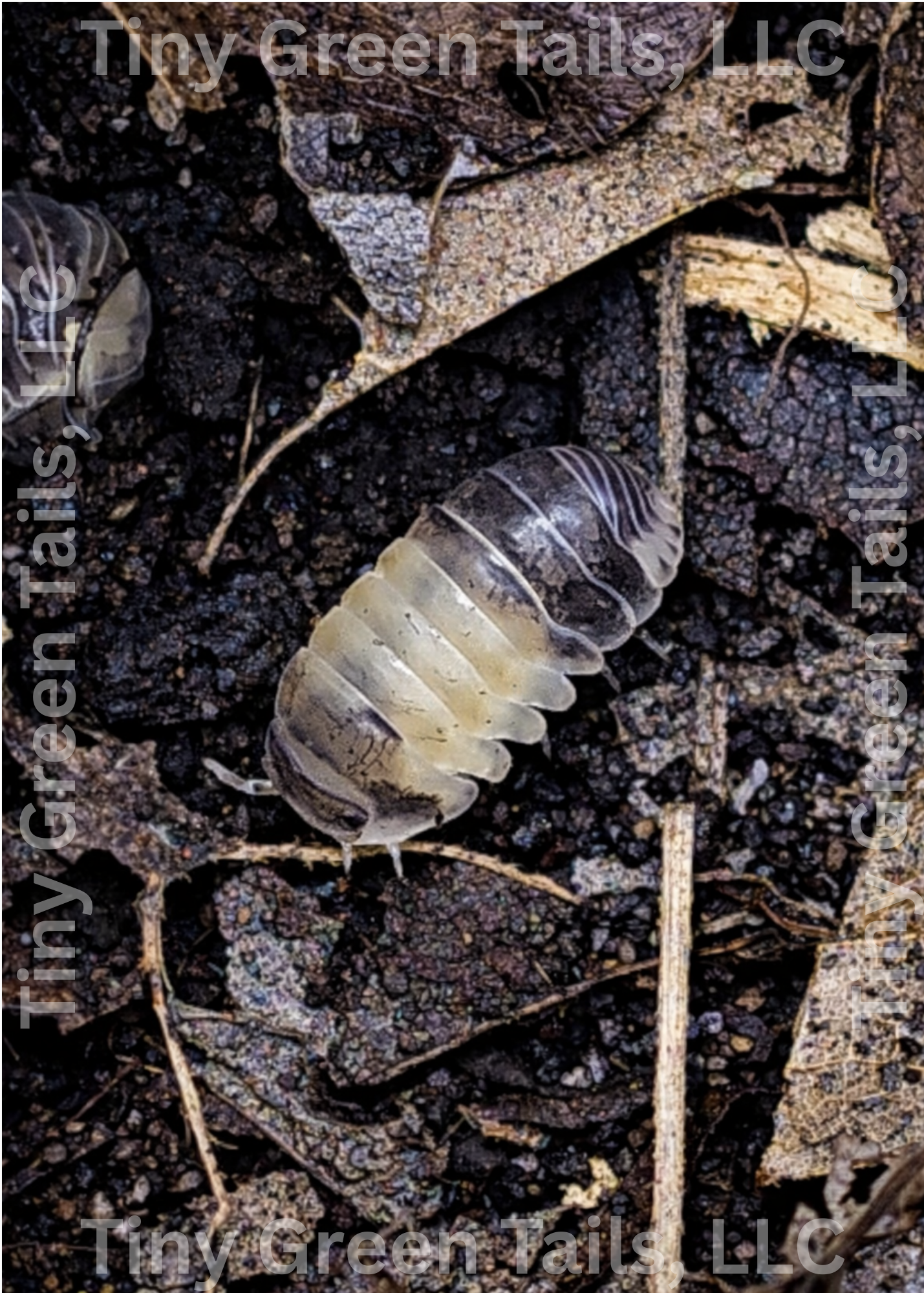 Cubaris sp. “Panda King” Isopods - Count: 10 (Starter Colony)