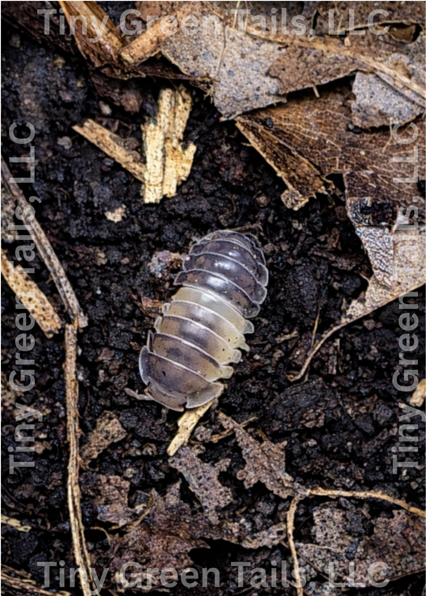 Cubaris sp. “Panda King” Isopods - Count: 10 (Starter Colony)