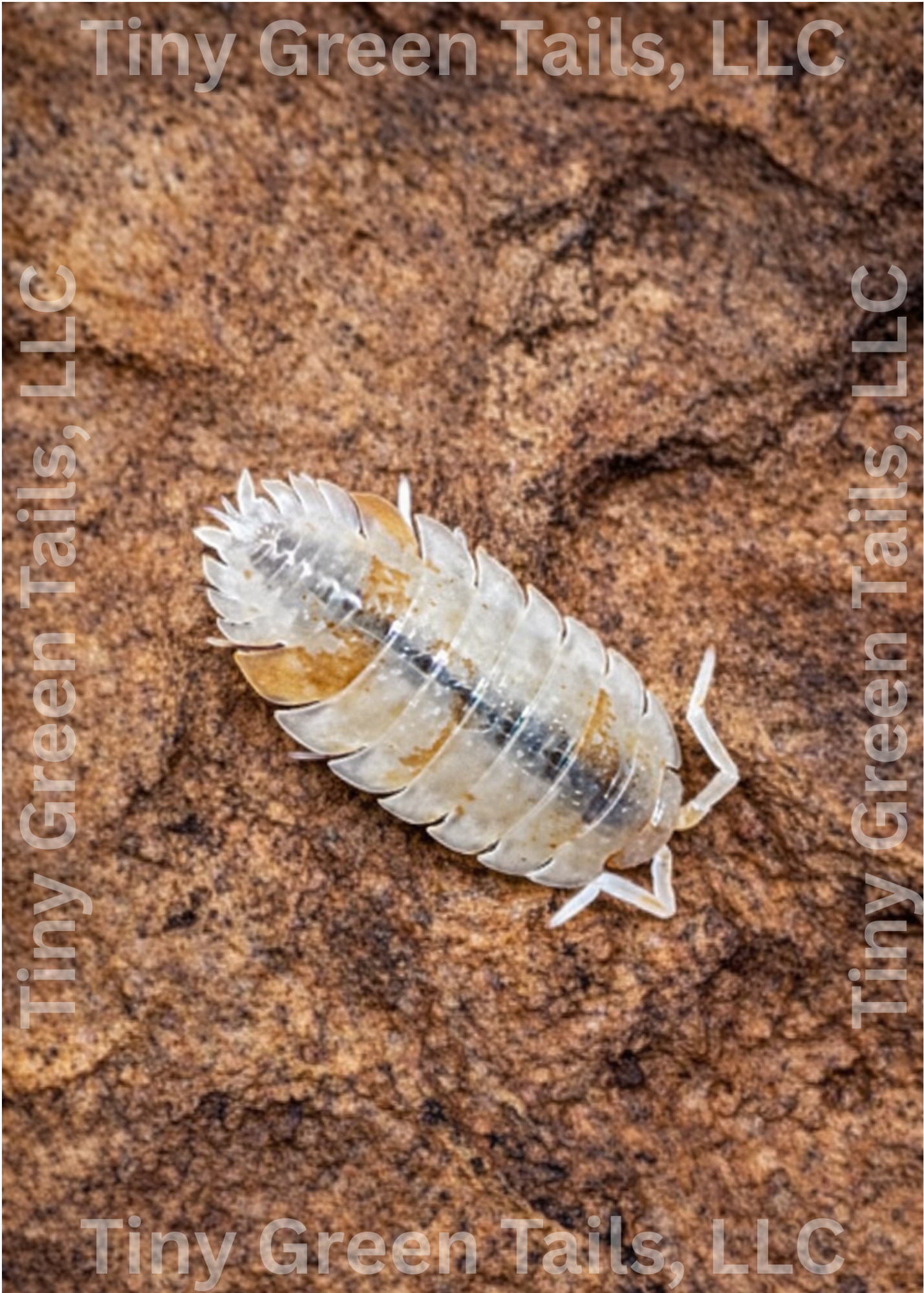 Porcellio scaber "Orange Dalmatian" Isopods - Count: 20 (Starter Colony)