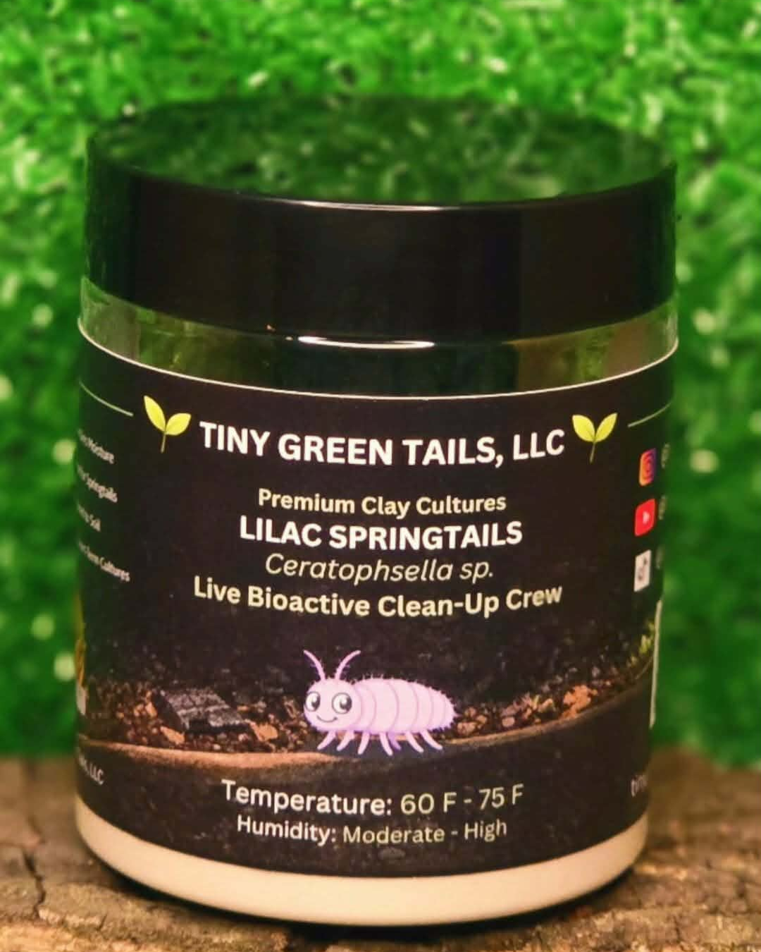 Ceratophysella sp. “Lilac” Springtails - Count: 20 (Live Culture)