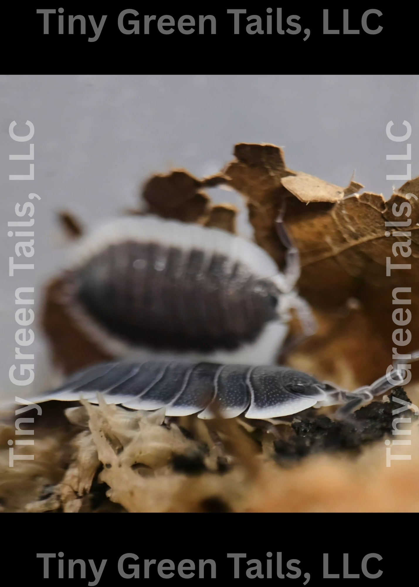 Porcellio werneri "Greek Shield" Isopods - Count: 10 (New Arrival)