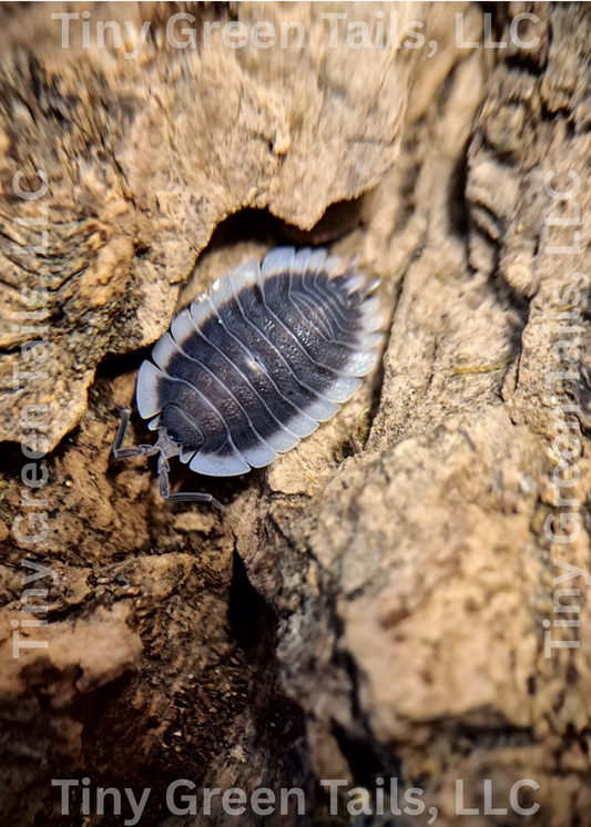 Porcellio werneri "Greek Shield" Isopods - Count: 10 (New Arrival)