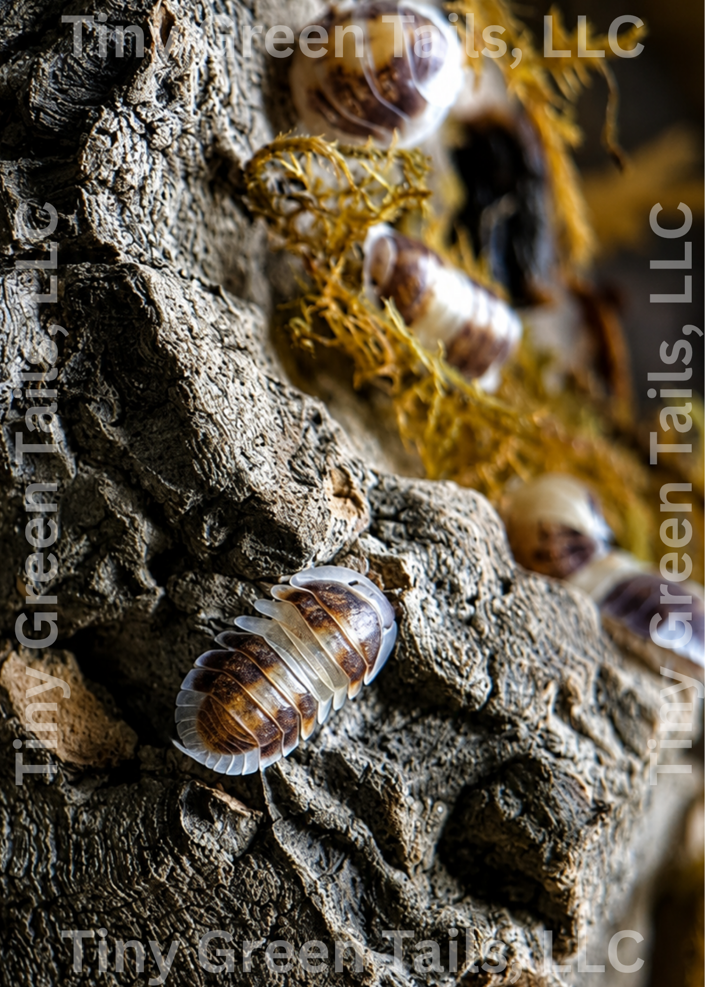 Cubaris sp. “Cappuccino” Isopods - Count: 10 (New Arrival)