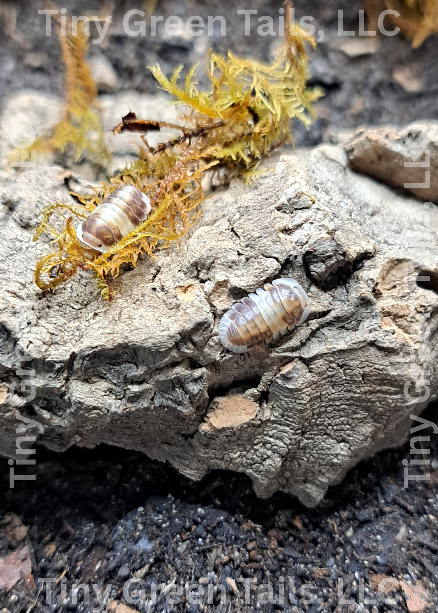 Cubaris sp. “Cappuccino” Isopods - Count: 10 (New Arrival)