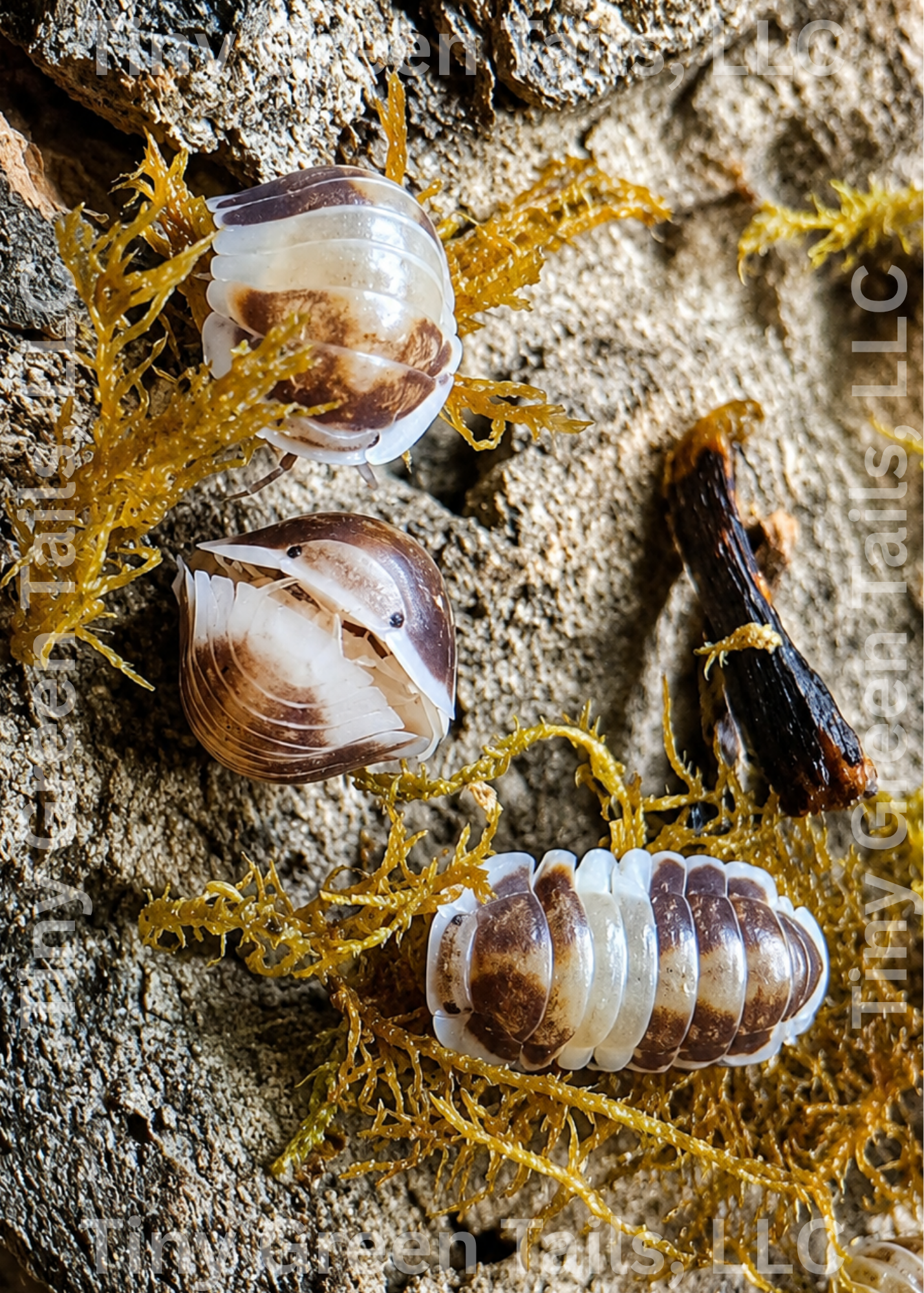 Cubaris sp. “Cappuccino” Isopods - Count: 10 (New Arrival)