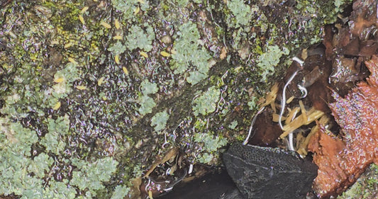 Ceratophysella sp. “Yellow Albino” Springtails - Count: 20 (Live Culture)