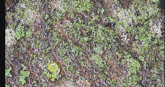 Ceratophysella sp. “Lilac” Springtails - Count: 20 (Live Culture)