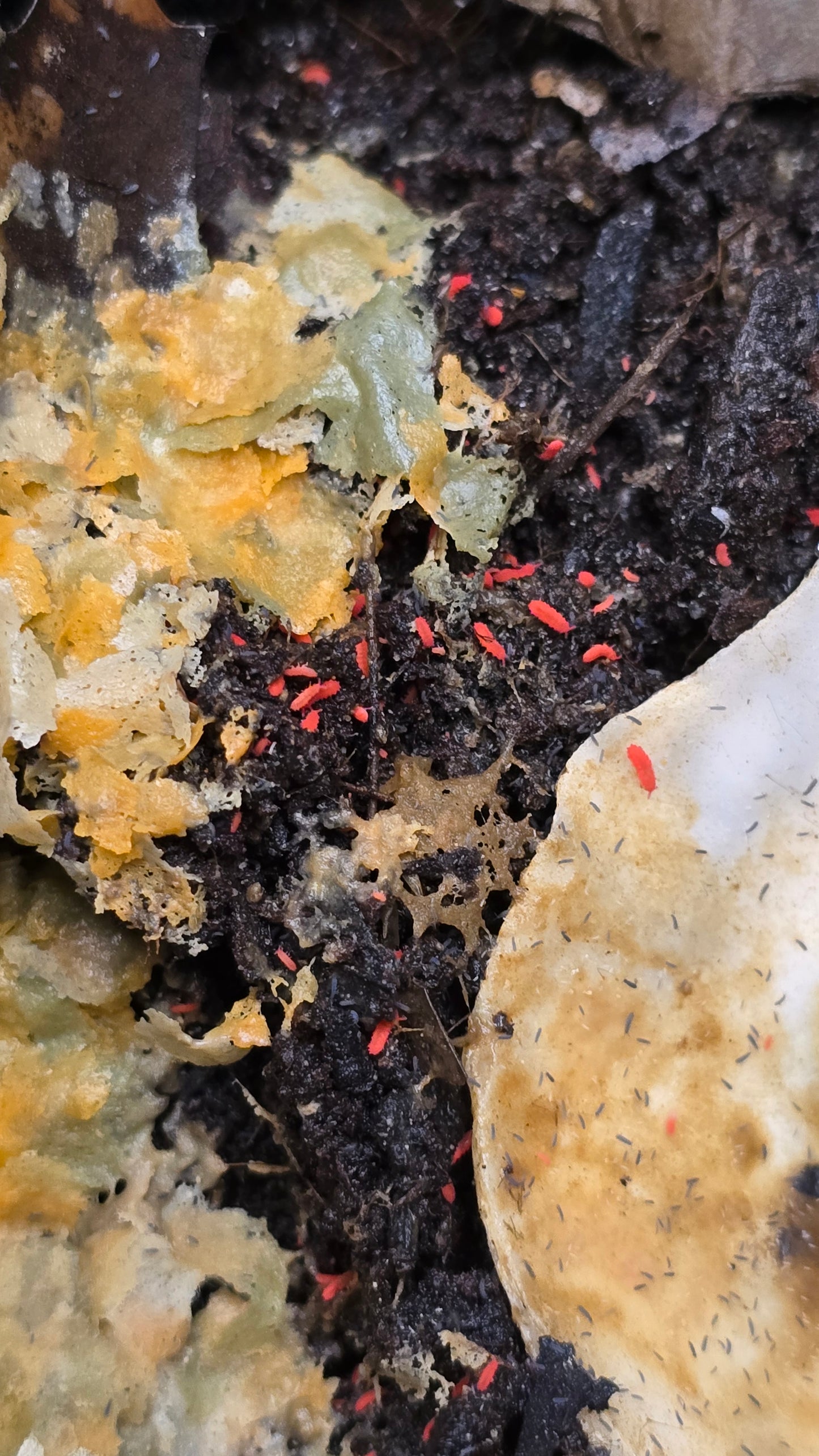 Lobella sp. “Thai Red” Springtails - Count: 20 (Live Culture)