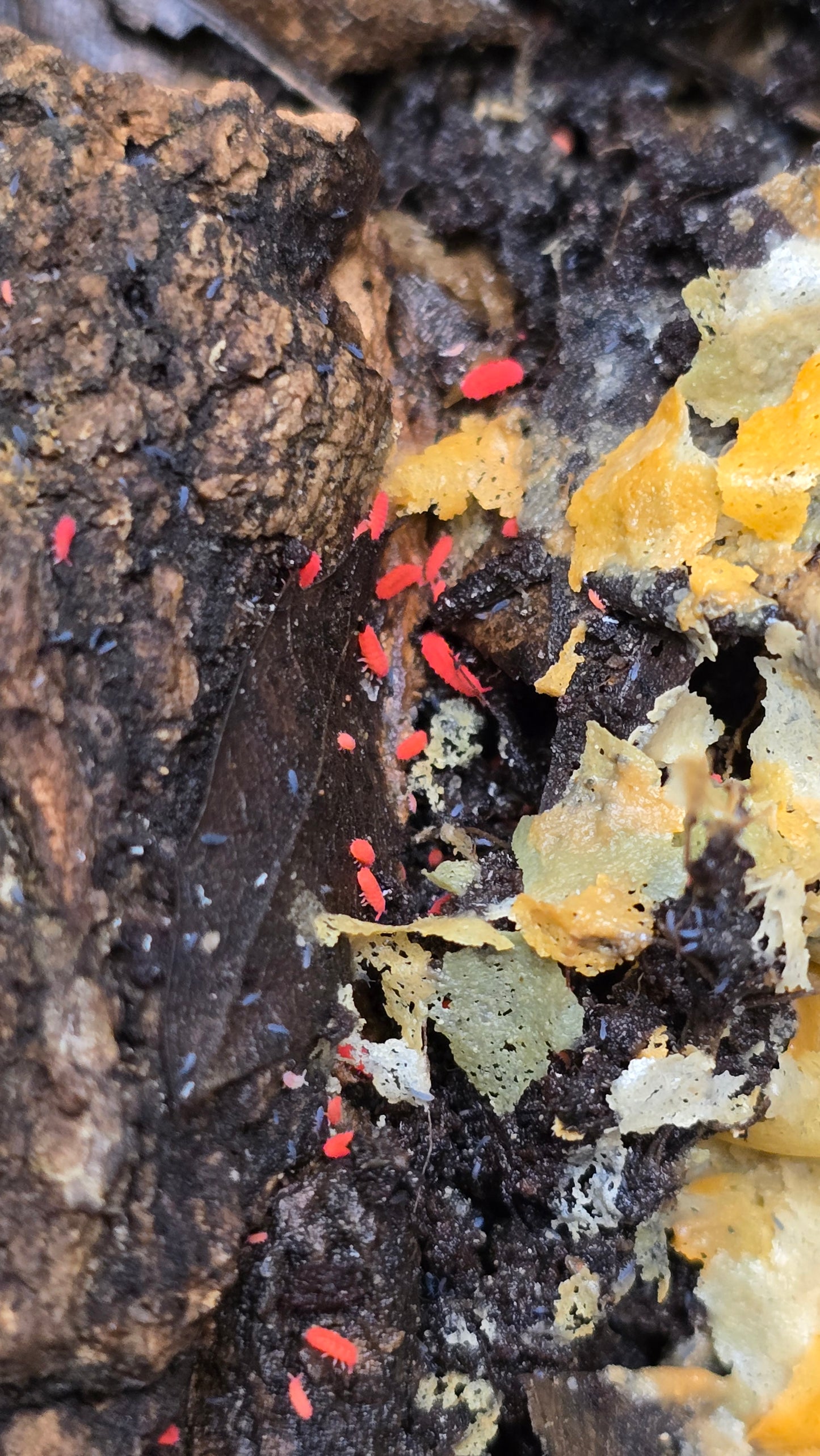 Lobella sp. “Thai Red” Springtails - Count: 20 (Live Culture)